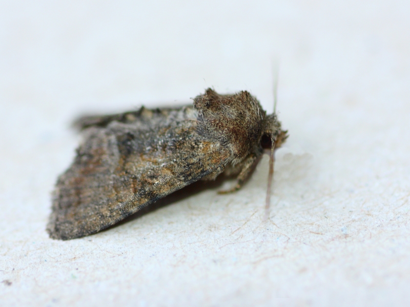 Oligia latruncola?